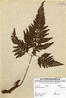 藏品(海州骨碎補)的圖片